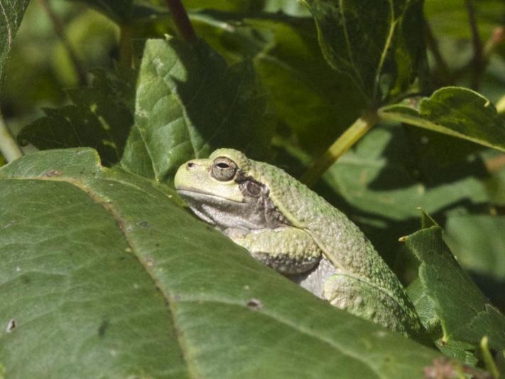 Competition entry: Tree Frog