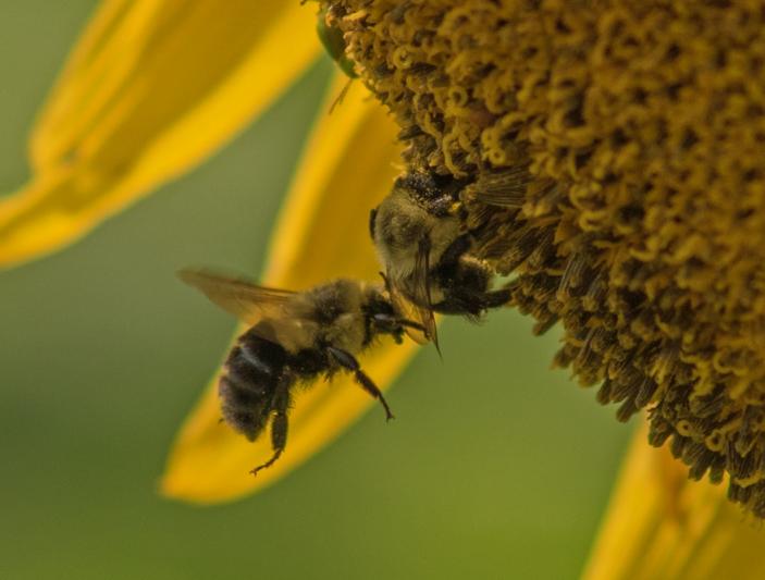 Competition entry: Bee Bump