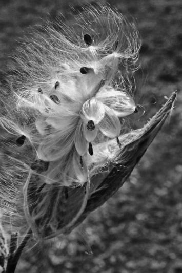 Competition entry: Milkweed