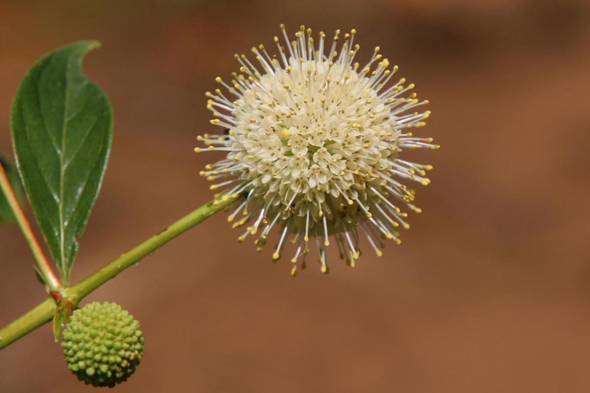 Buttonbush flower