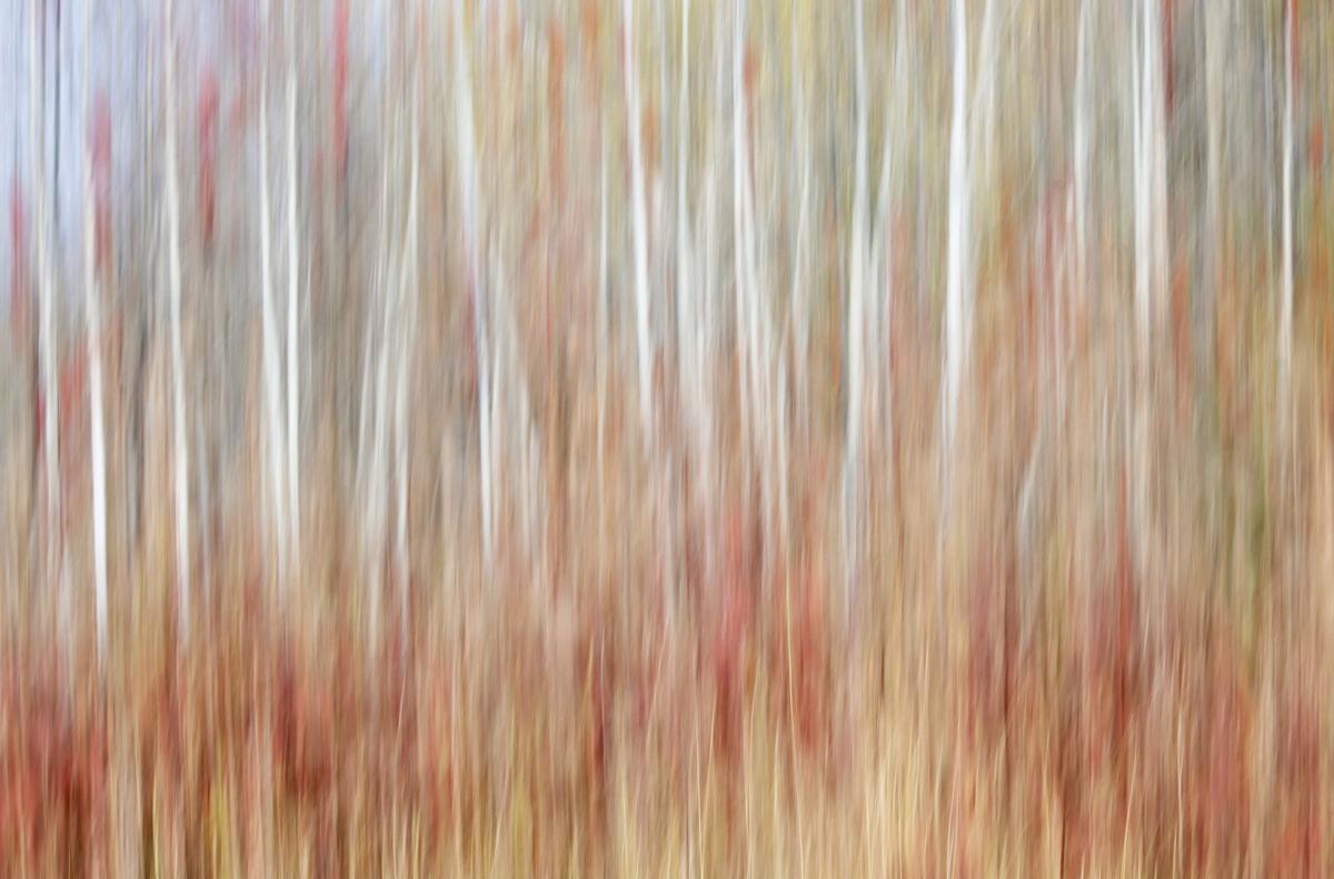 Competition entry: Birch Trees In Fall