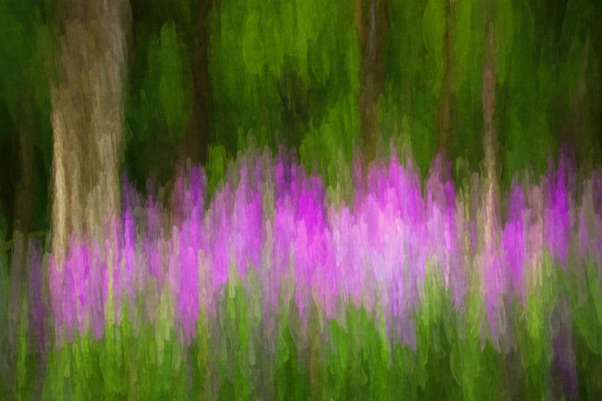 Competition entry: Phlox