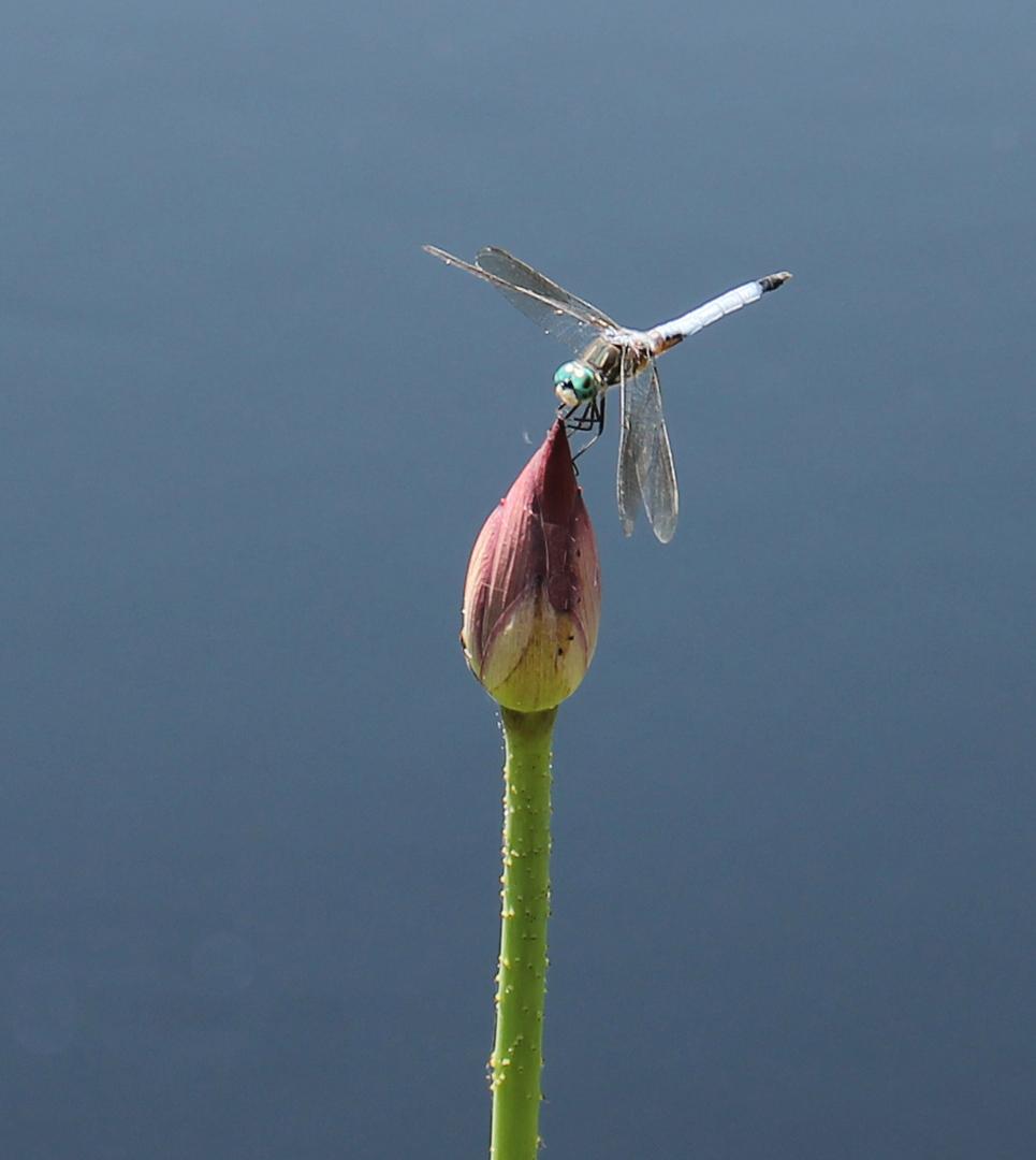 Competition entry: Dragonfly