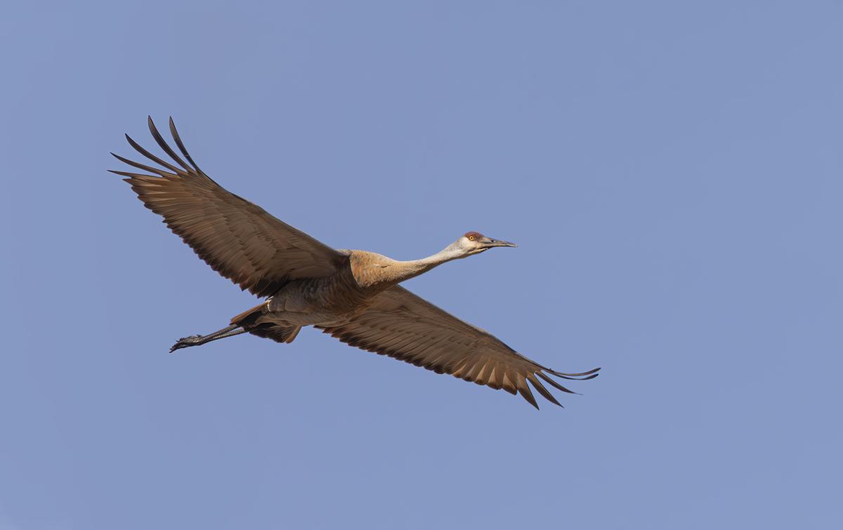 Competition entry: Sandhill in Flight