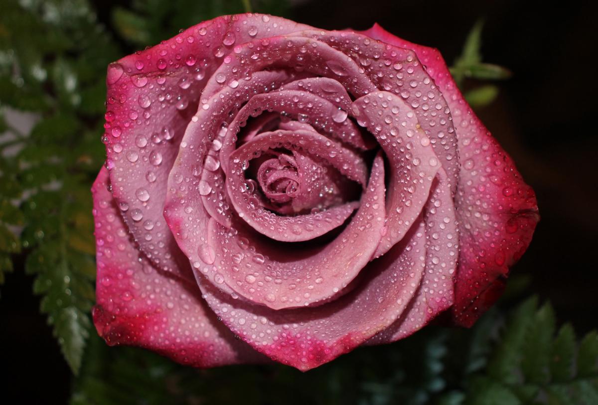 Competition entry: Lavender Rose