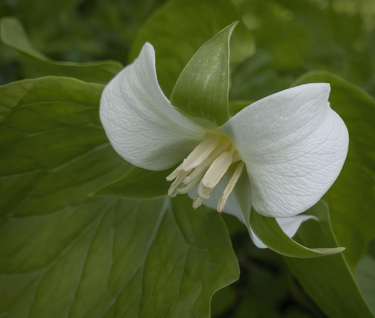 Competition entry: Nodding Trillium
