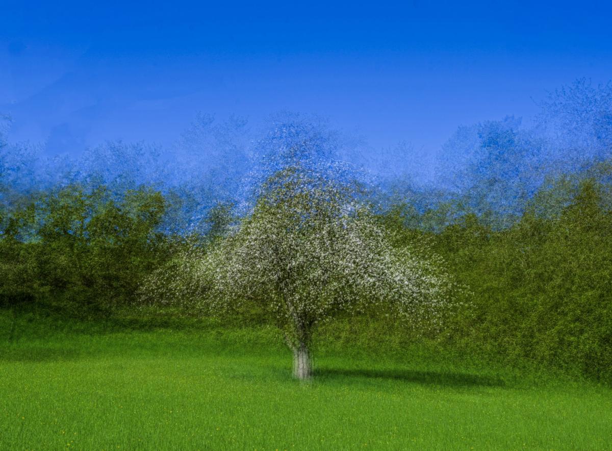 Competition entry: Springtime