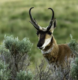 Competition entry: Antelope