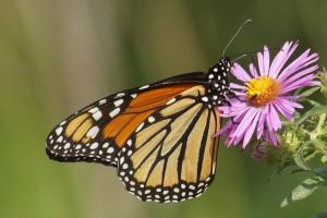 Competition entry: Monarch