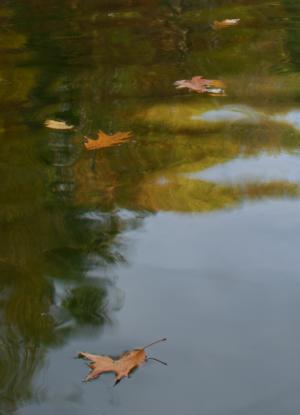 Competition entry: Floating Leaves