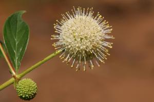 Competition entry: button Bush