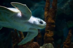 Competition entry: Zooming Zoo Turtle