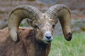 Competition entry: ram