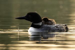 Loon baby on the parents' back