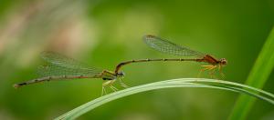 Competition entry: Damselfly Date