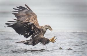 Competition entry: Eagle hunting fish 
