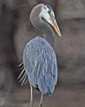 Competition entry: Great Blue Heron