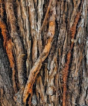 Competition entry: One Tree...Many Textures & Patterns