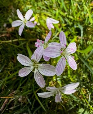 Competition entry: Spring Beauties