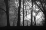 Competition entry: Morning Fog