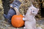 Competition entry: Lil' Pumpkins