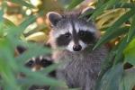 Competition entry: Masked Bandits