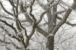Competition entry: Frosty Oak
