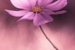 Competition entry: A study in pink