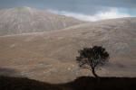 Competition entry: Lone Tree