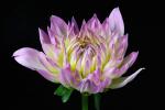 Competition entry: Uplifting Beauty