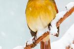 Competition entry: Snowy Cardinal