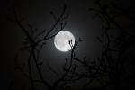 Competition entry: Tree Buds by Moonlight