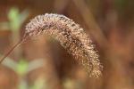 Competition entry: Jeweled Grass