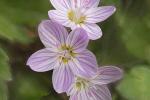 Competition entry: Spring Beauty