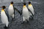 Competition entry: Marching  Penguins