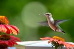 Competition entry: Hungry Hummingbird