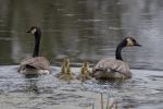 Competition entry: Look Both Ways Before Crossing The Pond